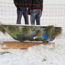 normal_29012012fmt_hornerschlittenrennen_fm_44.jpg
