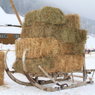 normal_29012012fmt_hornerschlittenrennen_fm_73.jpg