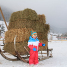 normal_29012012fmt_hornerschlittenrennen_fm_74.jpg