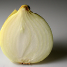 zwiebelschicht.JPG