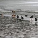 normal_01022012fmt_eislepi_ta_003.JPG