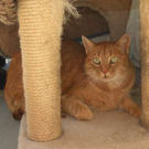 Tiere der Woche: Fundkatze Zini und Hündin Lea