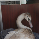 Bilder vom Schwan