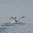 120129 - __TV_Schwan-Rettung_Freilassung_400dpi.jpg
