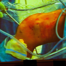 b_UKH_AUVA_Knee_Symp_GRichter_DSC_0162.jpg