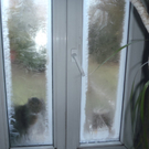 Leserreporter: Eisblumen am Fenster
