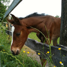 Reiten