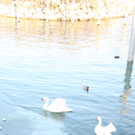 Lochau: Schwan auf Eis festgefroren