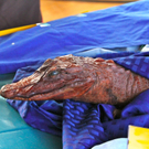 BK_nofler_kinderfasching_2012 11_jpg-1328473991