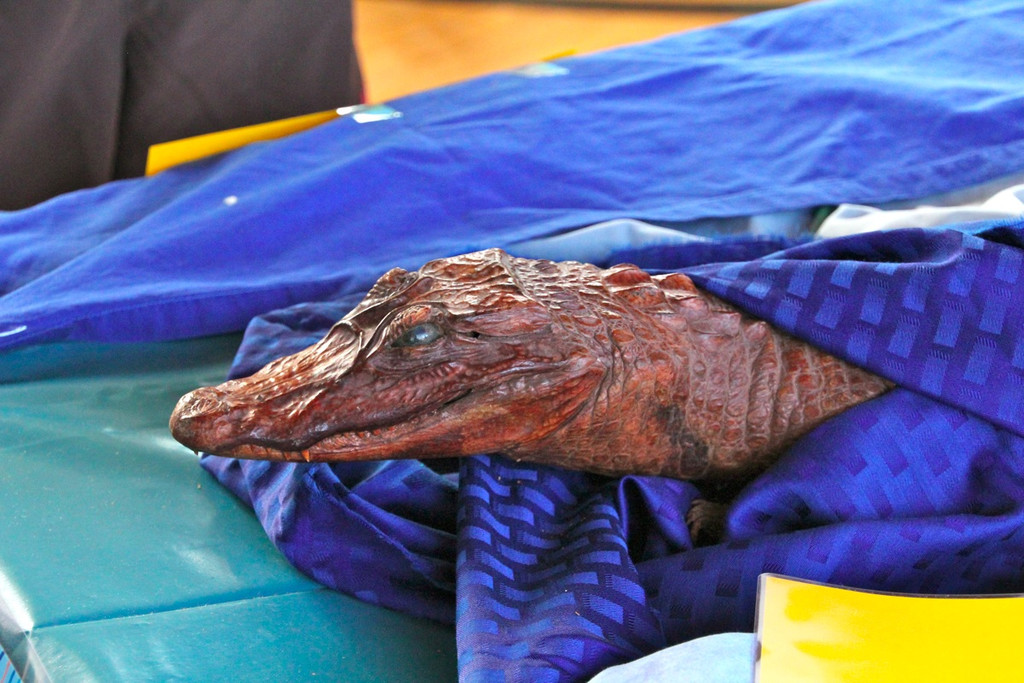 BK_nofler_kinderfasching_2012 11_jpg-1328473991