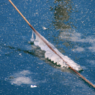 eisgebilde03_jpg-1328489741