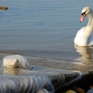 winter_am_seeufer02_jpg-1328489866