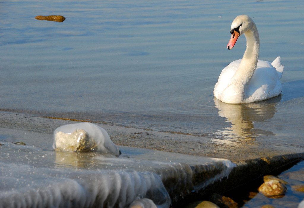 winter_am_seeufer02_jpg-1328489866