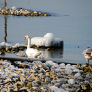 winter_am_seeufer07_jpg-1328489947