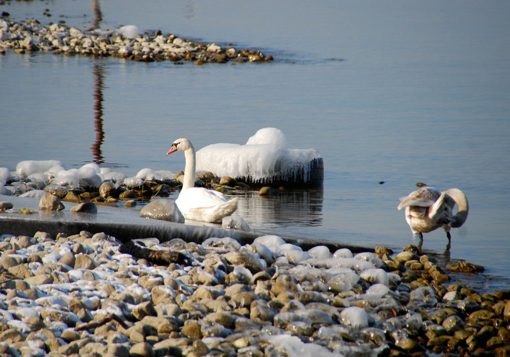 winter_am_seeufer07_jpg-1328489947