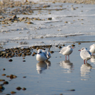 winter_am_seeufer01_jpg-1328489855