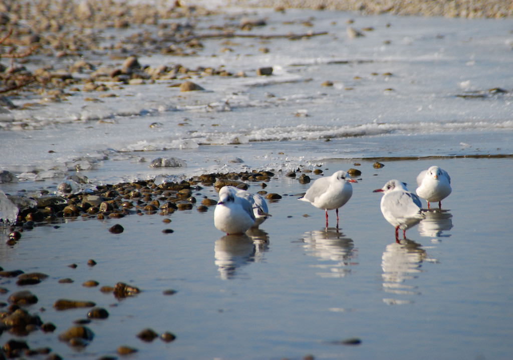 winter_am_seeufer01_jpg-1328489855