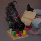 Spielenachmittag für Hunde bei Monis Hundetreff