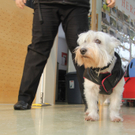 Auch Hunde leiden unter der Kälte: Schutzmaßnahmen