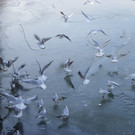 113_7580_JPG-1328834364