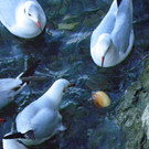 113_6296_JPG-1328834319