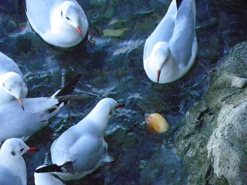 113_6296_JPG-1328834319