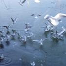 113_7578_JPG-1328834356