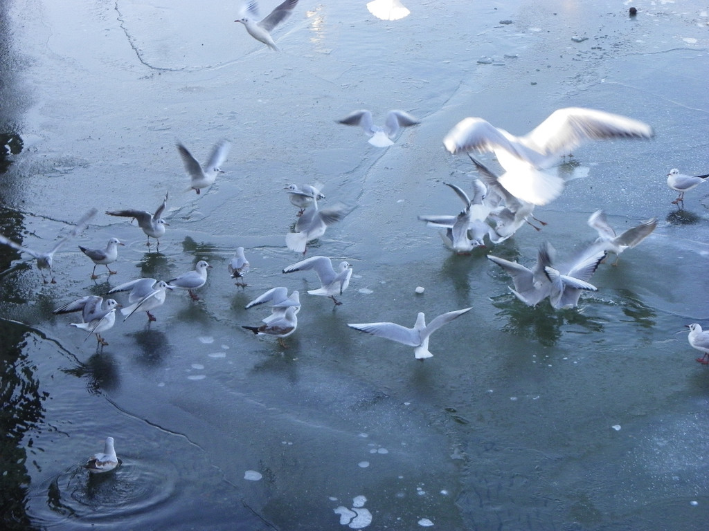 113_7578_JPG-1328834356