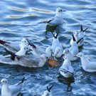 113_6282_JPG-1328834310