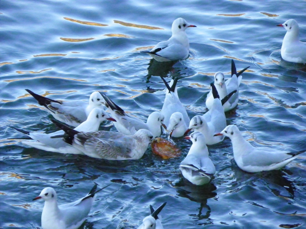 113_6282_JPG-1328834310