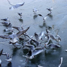 113_7590_JPG-1328834399