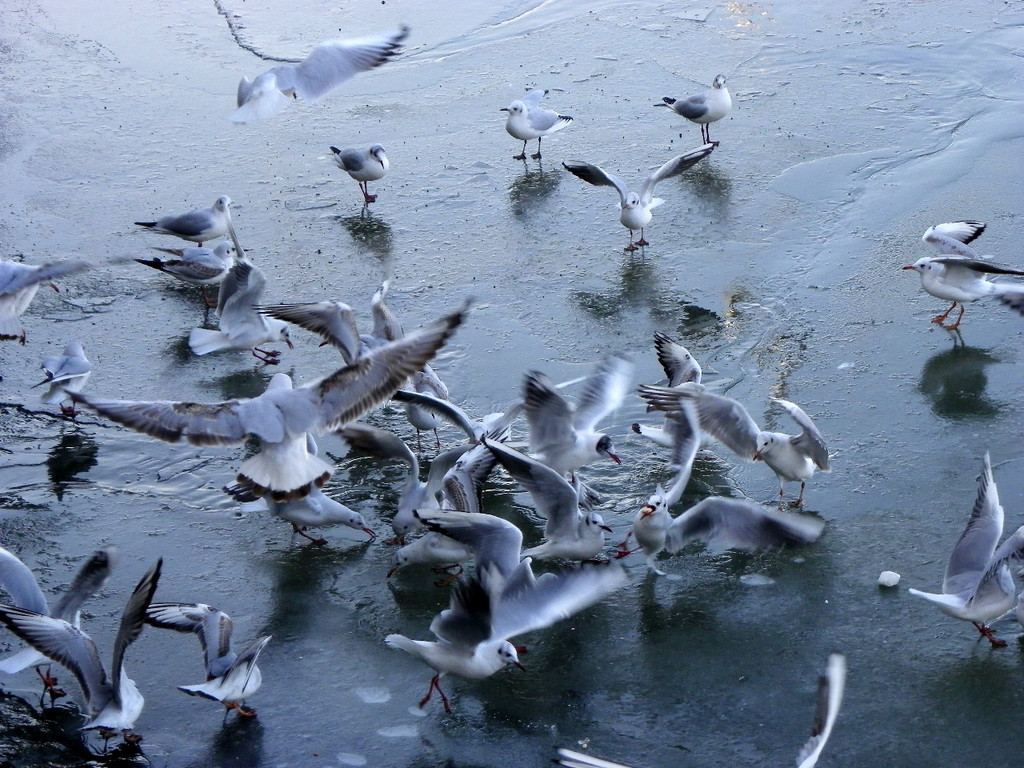 113_7590_JPG-1328834399