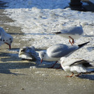 113_7613_JPG-1328834414