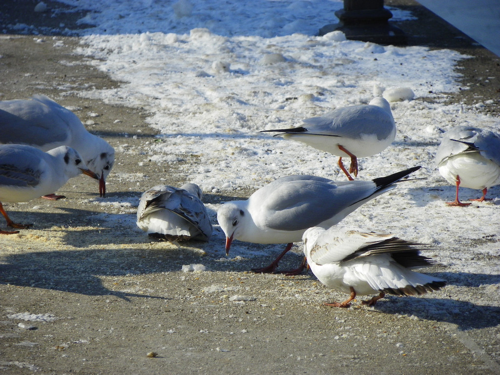 113_7613_JPG-1328834414