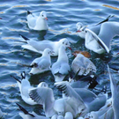 113_6279_JPG-1328834853