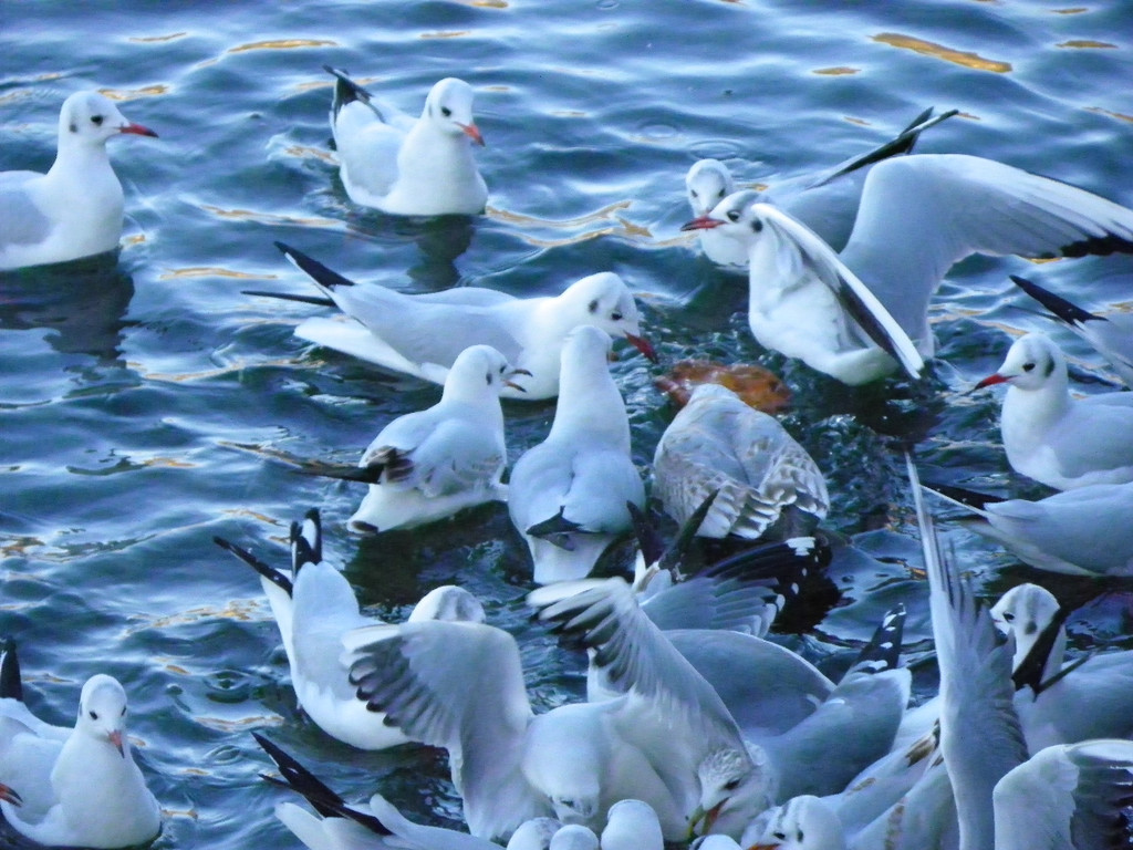 113_6279_JPG-1328834853