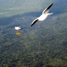 113_7584_JPG-1328834926