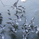 113_7589_JPG-1328834935