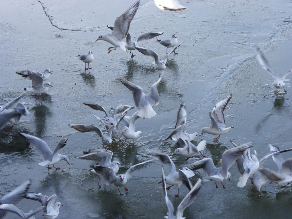 113_7589_JPG-1328834935