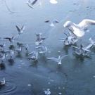 113_7578_JPG-1328834908