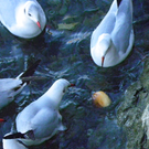 113_6296_JPG-1328834862