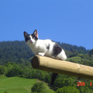 Bitschnau Gerhard 3.jpg