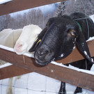 Reisch Tatjana 3.jpg