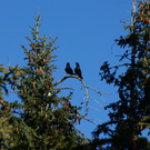 Bitschnau Gerhard .jpg