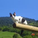 Bitschnau Gerhard 3.jpg