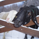 Reisch Tatjana 3.jpg