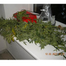 Indoor-Cannabisplantage in Landstraße