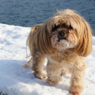 13022012bilderbuchwintertagat_02_001aktivnews__032.JPG