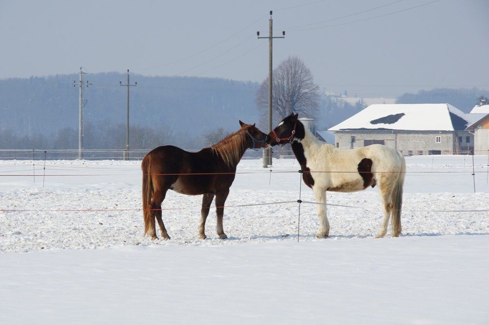 13022012bilderbuchwintertagat_02_001aktivnews__003.JPG