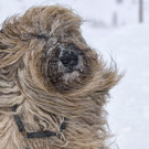 hund_apa726.jpg